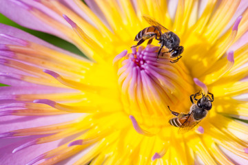 close up bee on pollen of beautiful lotus flower or water lily in sunlight, shallow depth of field