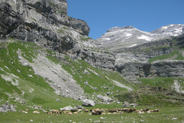 Valle de Ordesa, Pireneje, Hiszpania - krowy pasące się w dolinie, z widokiem na Monte Perdido (trzeci co do wysokości szczyt w Pirenejach)