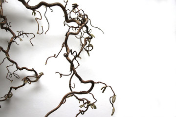 corkscrew hazel (Corylus avellana 'Contorta') branch with white background
