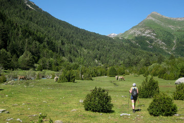 Valle de Ordesa, Pireneje, Hiszpania - wędrówka zielonymi polami wzdłuż rzeki Rio Ara