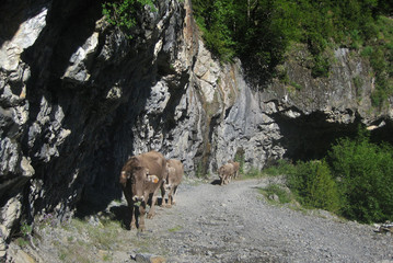 Valle de Ordesa, Pireneje, Hiszpania - krowy wędrujące górską ścieżką w Dolinie Ordesy