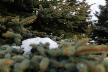 Fir branch on snow wood winter. Cold day in the snowy winter forest