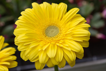 gelbe Gerbera als Nahaufnahme mit schönen Bokeh