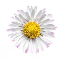 Gänseblume © by-studio