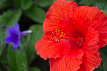 rote Hibiskus als Nahaufnahme mit schönen Bokeh © Helmut