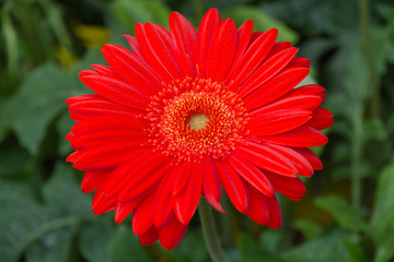 Obraz premium rote Gerbera als Nahaufnahme mit schönen Bokeh