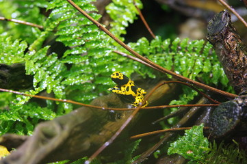 Drzewołaz żółtopasy