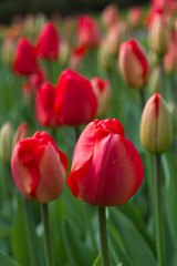 rote Tulpen im Keukenhof in Holland als Nahaufnahme mit schönen Bokeh
