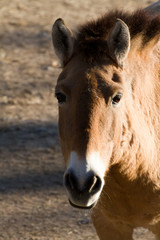 Fototapeta premium braunes Wildpferd als Nahaufnahme mit schönen Bokeh