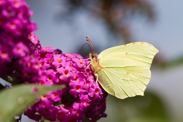 Zitronenfalter Schmetterling Insekt als Nahaufnahme mit schönen Bokeh