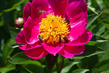 rosa Pinke Pfingstrose als Nahaufnahme mit schönen Bokeh