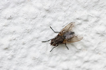 Fliege Tier Insekt als Nahaufnahme mit schönen Bokeh