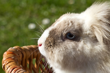 wei&szlig;er Hase als Nahaufnahme mit sch&ouml;nen Bokeh
