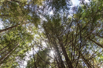 Obraz premium Kanada - Baumkronen Urwald Tofino Picific-Rim-Nationalpark und Rainforrest Trail