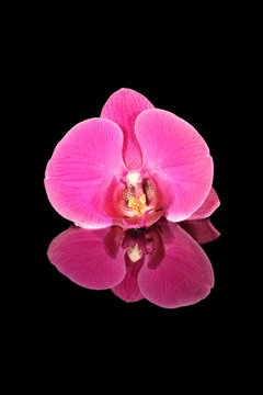 Picture of an orchid flower (Orchidaceae) with black background and mirror image