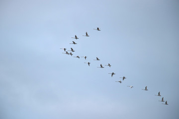 a flock of white swans flying south