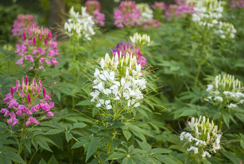 Close up colorful of spider flowers in the park