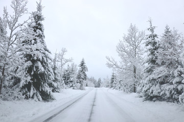 Fototapeta na wymiar a snowy road in the woods