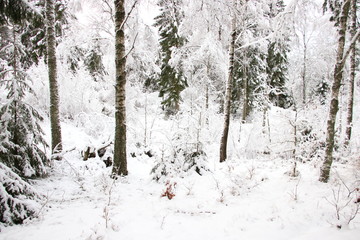 snowy forest