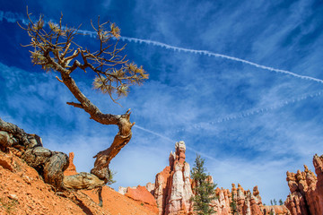 Red-yellow rocks in Bryce Canyon. Panorama of the mountain massif. A tourist place, a stone forest.