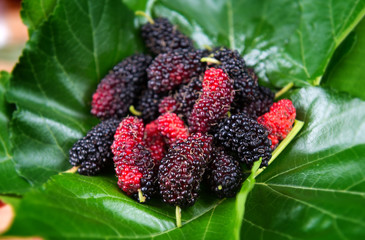 Mulberry harvested from agriculture farm.