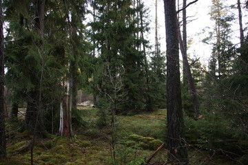 Fir tree forest in southern Sweden
