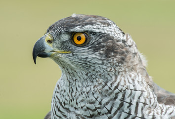 hawk, Accipiter gentilis, jastrząb