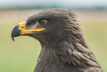 steppe eagle, Aquila nipalensis, orzeł stepowy © Slawomir