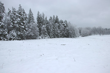snow-covered pine forest 