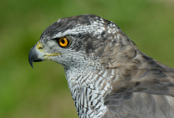 hawk, Accipiter gentilis, jastrząb