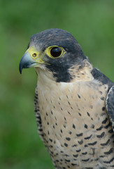 falcon