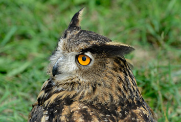 eagle-owl, Bubo bub, puchacz © Slawomir