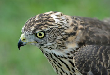 hawk, Accipiter gentilis, jastrząb