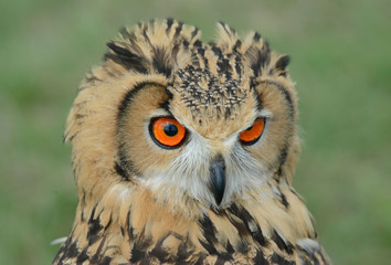 Indian eagle-owl, Bubo bengalensis, puchacz indyjski © Slawomir