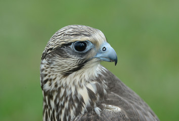 falcon © Slawomir