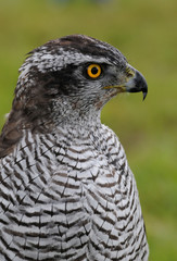 hawk, Accipiter gentilis, jastrząb