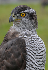 hawk, Accipiter gentilis, jastrząb