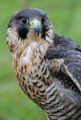 falcon © Slawomir