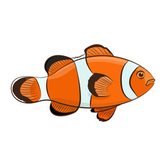 Clown fish. Vector illustration.
