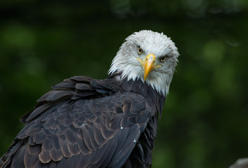 bald eagle Haliaeetus leucocephalus © Slawomir