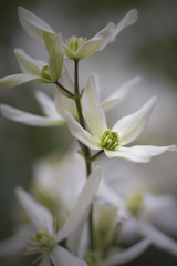 Clematis Montana