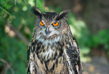 eagle-owl, Bubo bub, puchacz