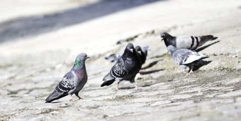 Flock of Pigeons on the Ground in the City