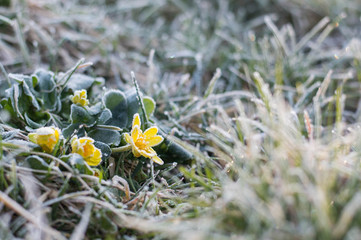 First flowers of the spring - frozen on the meadow