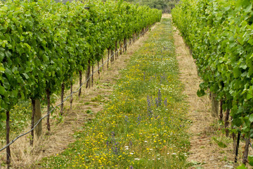 Fototapeta na wymiar Rows of grapevines in a vineyard 