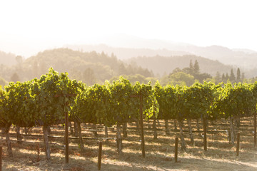 Sunset over rows of grapevines in a Napa Valley vineyard