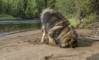 Auf der Suche nach Beute im Sand