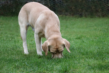 Young yellow labrador sniffing