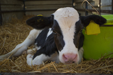 A Calf in a Cowshed © Moshe Einhorn
