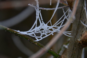 Spinnennetz mit Eiskristallen